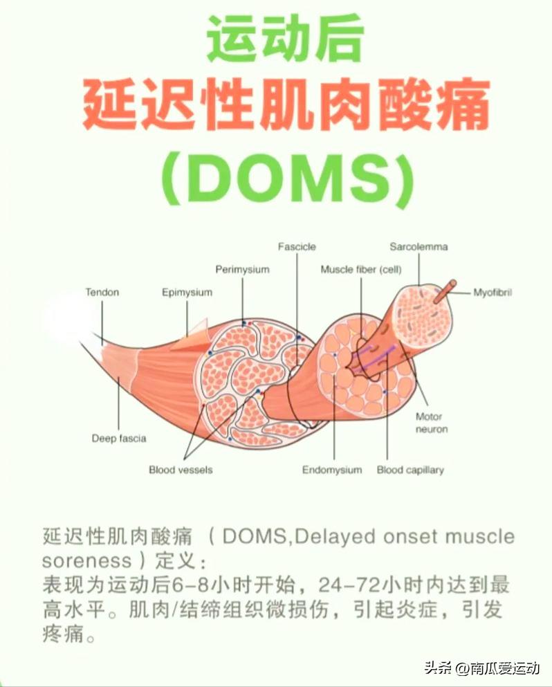 肌肉酸痛健身天后更痛_肌肉酸痛健身天后会好吗_健身后第二天肌肉酸痛